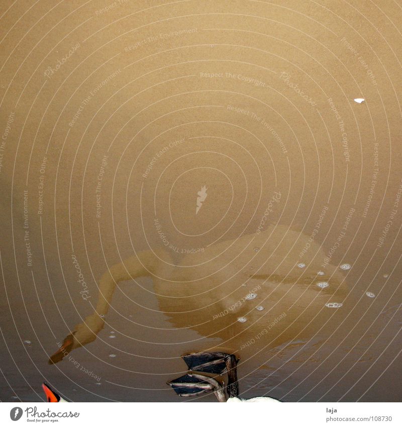 Parallelwelt Schwan Tier Schnabel Feder Vogel Wasser Sand Strand Meer Ostsee Spiegelbild Schaum eitel Reflexion & Spiegelung Tierfuß Küste schön