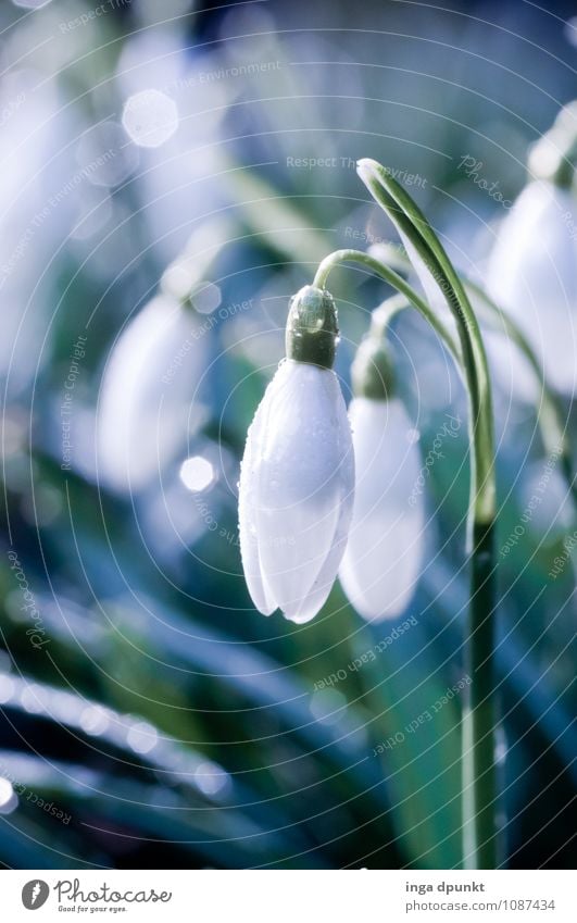 Frühlingserwachen Umwelt Natur Pflanze Winter Blume Blatt Blüte Wildpflanze Schneeglöckchen Liliengewächse Jahreszeiten Garten Park Wiese Blühend schön kalt