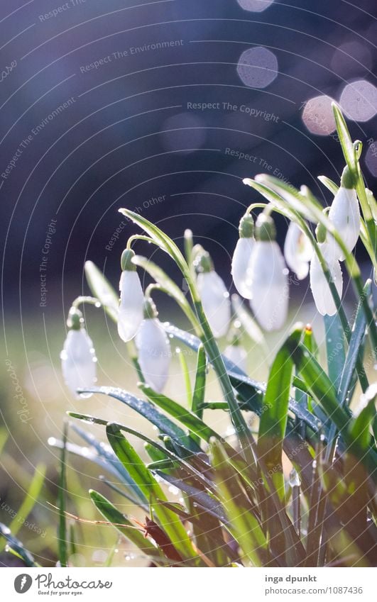 Tröpfchen und Glöckchen Umwelt Natur Landschaft Pflanze Urelemente Wasser Wassertropfen Winter Blume Blatt Blüte Wildpflanze Schneeglöckchen Liliengewächse