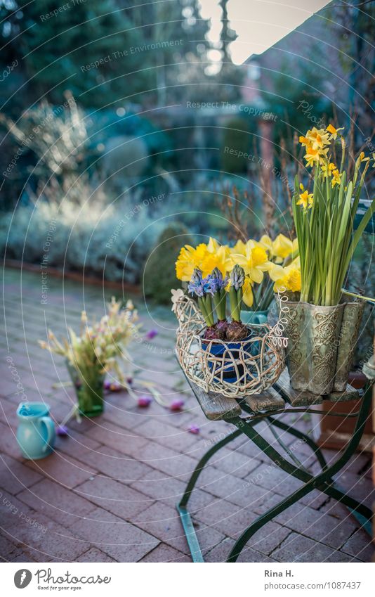 Frühlinge Schönes Wetter Garten Terrasse Lebensfreude Frühlingsgefühle Narzissen Frühlingsblume Backstein Gartenstuhl Vorbereitung Farbfoto Außenaufnahme