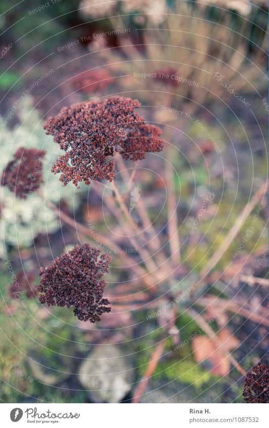 Fette Henne Natur Pflanze Winter Blume Garten verblüht natürlich Fetthenne Samen Landleben Farbfoto Außenaufnahme Menschenleer Schwache Tiefenschärfe