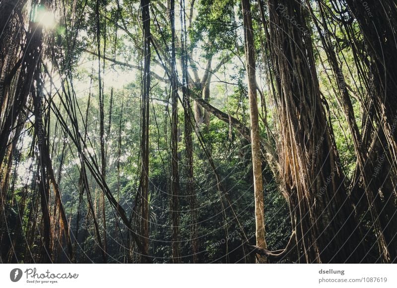 lost in the clockforest. Umwelt Natur Pflanze Sommer Schönes Wetter Baum Liane Urwald Ferien & Urlaub & Reisen Duft dunkel exotisch fantastisch frisch