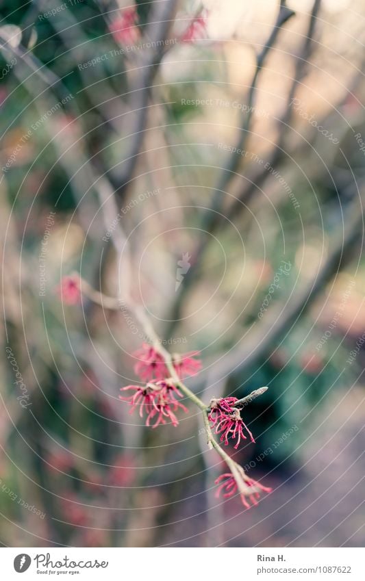 Hamamelis Natur Frühling Winter Baum Garten Blühend natürlich Zaubernuss Zweige u. Äste Farbfoto Außenaufnahme Menschenleer Schwache Tiefenschärfe