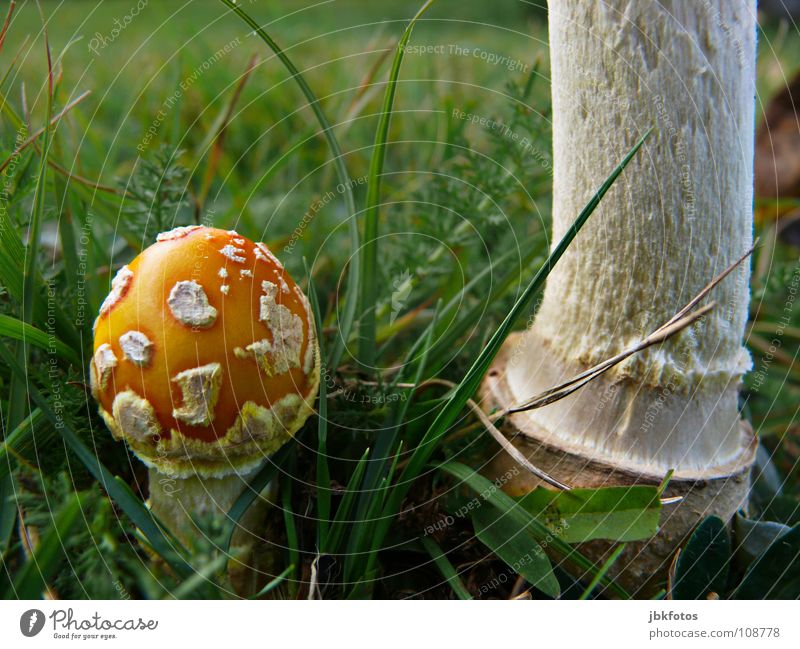 -L-E-C-K-E-R- Lebensmittel Ernährung Umwelt Natur Pflanze Gras dick dünn groß klein rund gelb grün orange weiß Geborgenheit Pilz Schirm Halm Fliegenpilz