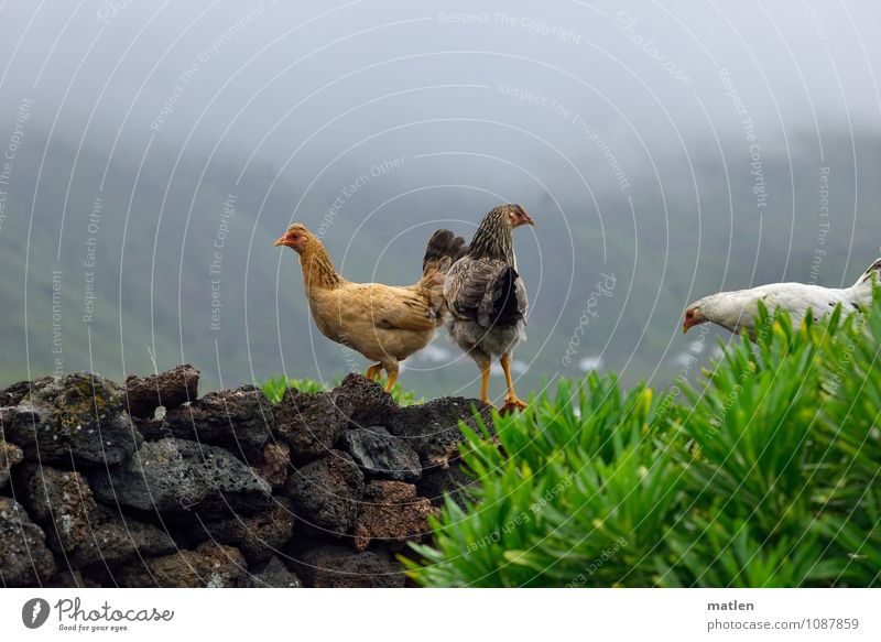 wilde Hühner Pflanze Wolken Frühling Wetter schlechtes Wetter Feld Berge u. Gebirge Mauer Wand Tier Haustier Vogel Flügel Haushuhn 3 Tiergruppe braun grau grün