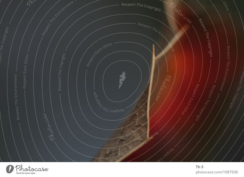 Blatt Natur Pflanze Herbst Winter Bewegung verblüht ästhetisch authentisch einfach elegant natürlich braun grau rot Gefühle Gelassenheit geduldig ruhig Farbe