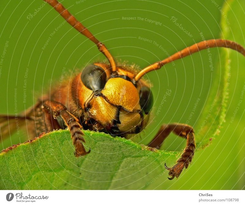 Hornissen gucken ( Vespa crabro ) Hautflügler schwarz gelb grün frontal Insekt Tier Fühler Aussehen stechen Sommer Frühling Herbst Angriff attackieren Nordwalde