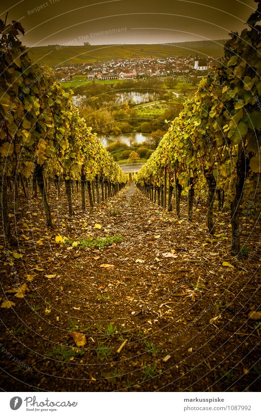 main- weinfranken Flasche Tourismus Berge u. Gebirge genießen Natur Perspektive Umwelt Wachstum Anbau Bocksbeutel Feinschmecker Heckenwirtschaften Kulinarik