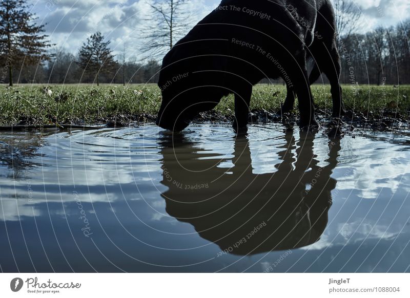 besäufnis Umwelt Natur Landschaft Pflanze Erde Wasser Himmel Frühling Wiese Tier Haustier Hund 1 trinken natürlich blau braun grün schwarz weiß Durst Farbfoto