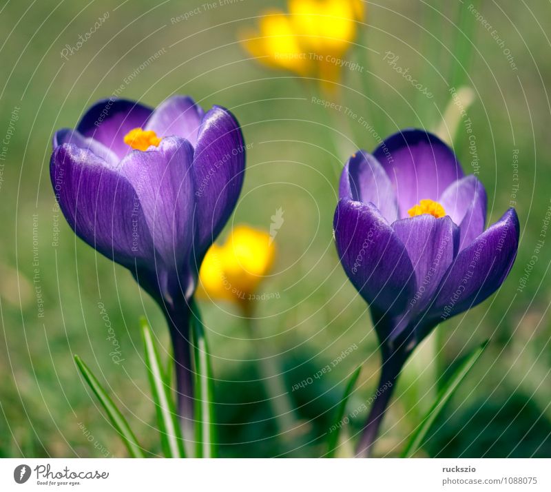 Gartenkrokus; Krokus; Crocus; Vernus; Natur Pflanze Frühling Blume Duft Krokusse Frühlingsblume Fruejahrsblume Frühblüher Fruejahrsblumen Knollengewächse