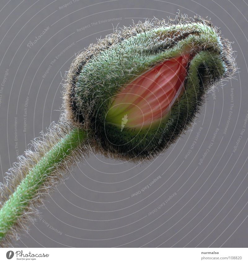 Knospenterror Mohn Blüte rot violett Härchen aufgehen Mohnfeld Rauschmittel Verbote Blume Blütenknospen Stengel Haare & Frisuren Zauberei u. Magie noch zu