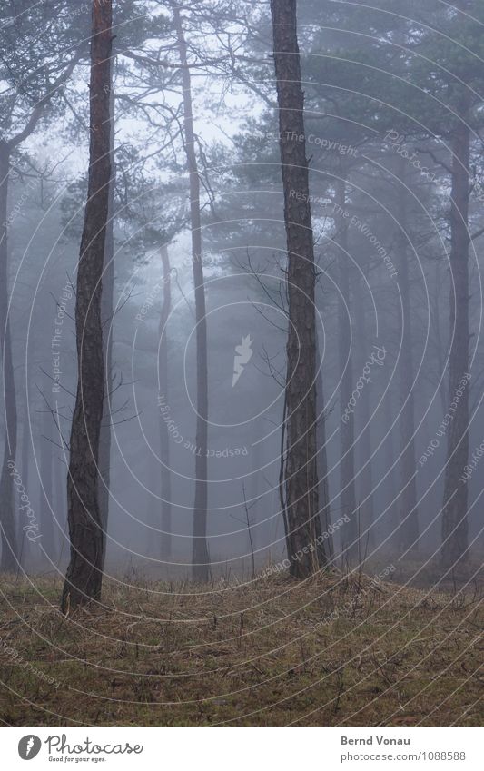 Vor lauter Bäumen ... Umwelt Natur Landschaft Wetter schlechtes Wetter Baum Gras Wald trist blau braun grün Baumstamm Kiefer Nebel Spaziergang verträumt Märchen