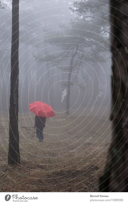 Kleines Kind feminin Mädchen Kindheit 1 Mensch 8-13 Jahre Natur Wetter Nebel Baum Wald Regenschirm gehen träumen blau braun grün rot verloren Suche Schirm