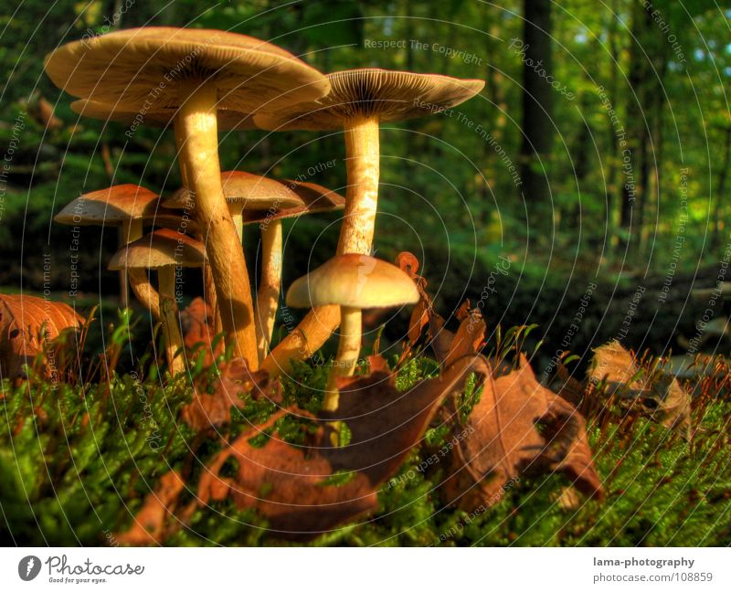 Happy Family Wald Partnerschaft Schutz Beschützer Kontrolle Herbst Fliegenpilz Mütze Baseballmütze Blatt Unterholz Geäst Waldboden Gras Märchen Märchenwald