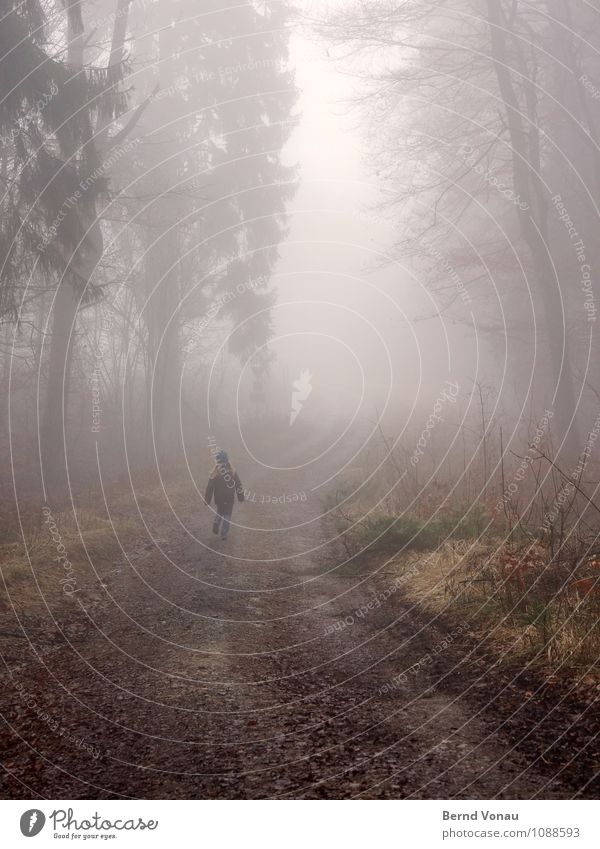 homerun schön Kind Rücken Natur Wetter Nebel Regen Baum Wald Verkehr Holz rennen laufen Perspektive Fußweg trüb Dunst Spaziergang verträumt Farbfoto