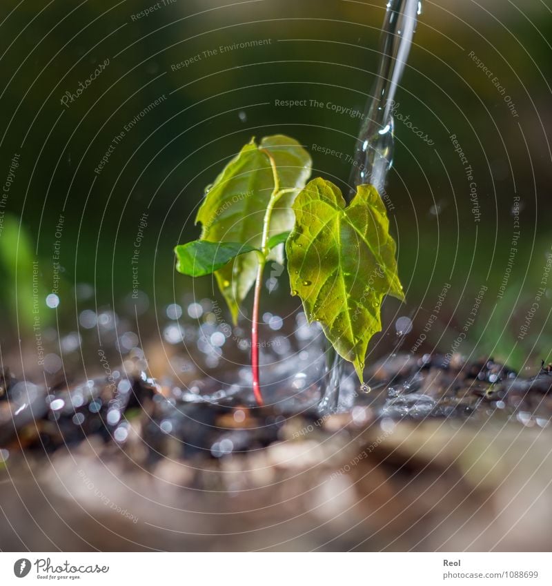 Wachstum Natur Pflanze Erde Baum Blatt Grünpflanze Wildpflanze Baumschössling Setzling sprössling Jungpflanze Trieb Garten Wald grün Ableger Pflänzling