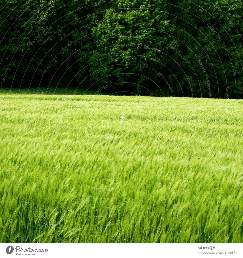 entrance to the magic forest Feld grün Ferne Einsamkeit ruhig Spuren dunkel Vordergrund Hintergrundbild Zutaten unreif Deutschland Gesundheit Heimat