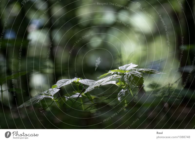 Grün Natur Pflanze Sonnenlicht Frühling Sommer Gras Grünpflanze Unkraut Wald grün Schatten Schattenspiel Waldboden Farbfoto Gedeckte Farben Außenaufnahme