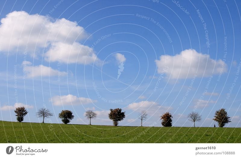 1-0-1-0-1-0-1-0-1 digitale Bäume Horizont Baum Baumreihe Reihe Herbst Herbstlaub ruhig weiß grün Idylle wandern Spaziergang Spazierweg Allee Sommertag