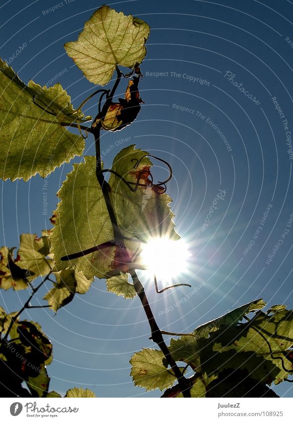 Blätterspiel Herbst Weintrauben grün gelb trocken Weinglas Weinflasche Rheingau Eltville Alkohol Vergänglichkeit blau orange federweißer Weinlese nachsichtig