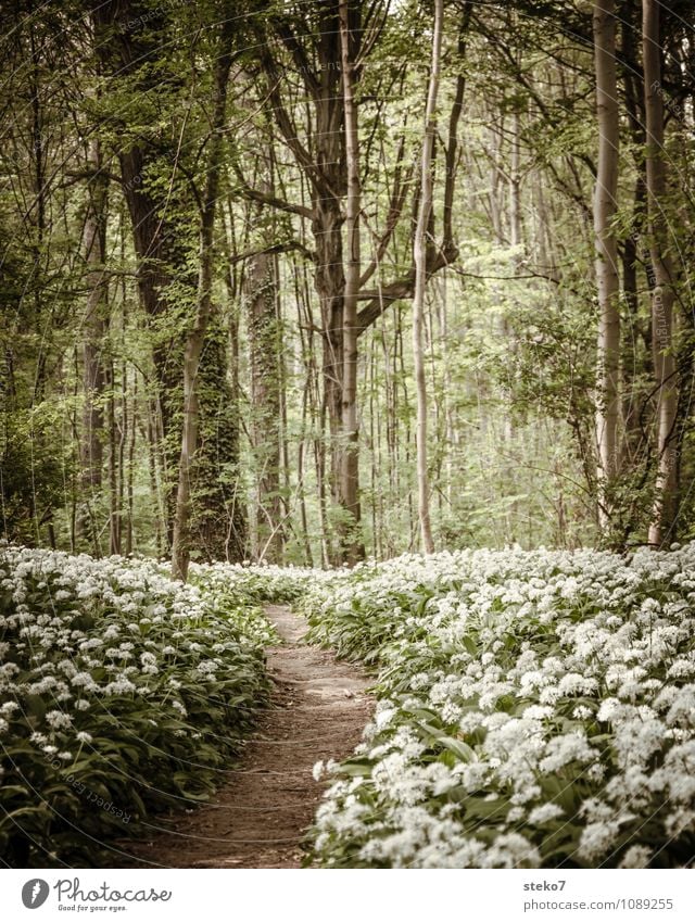 [400] langer Weg Frühling Blume Blüte Bärlauch Wald Wege & Pfade braun grün weiß Frühlingsgefühle Menschenleer