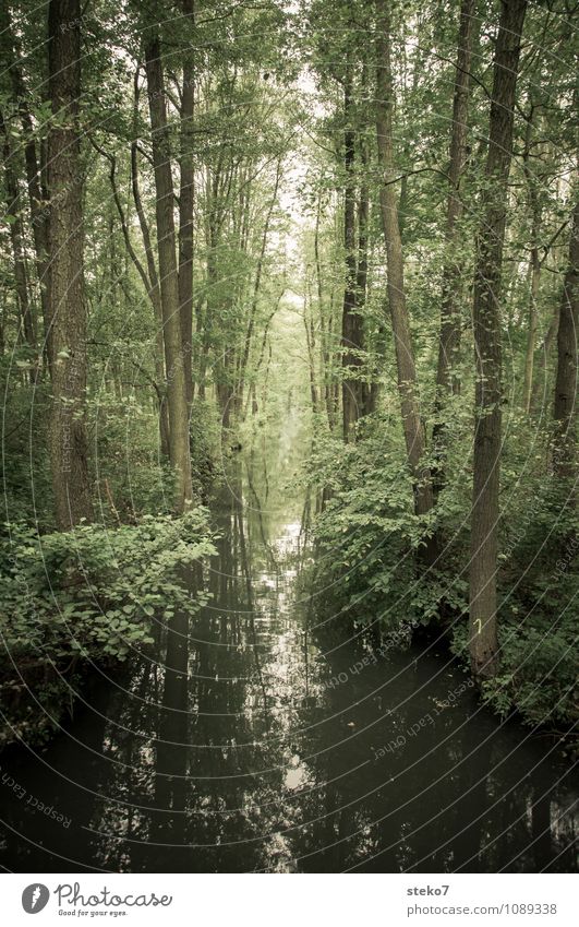 Land der Gurken Wald Fluss grün Natur Symmetrie Spreewald Kanal Gedeckte Farben Außenaufnahme Menschenleer