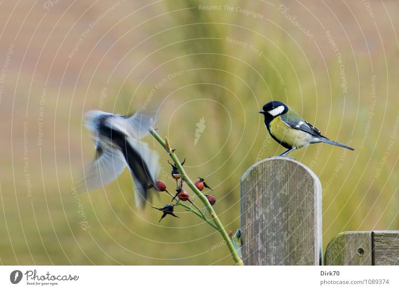 Kohl- gegen Schwanzmeise Garten Umwelt Natur Winter Rose Rosengewächse Hagebutten Zweig Tier Wildtier Vogel Kohlmeise 2 Zaun Zaunpfahl fliegen sitzen frech frei