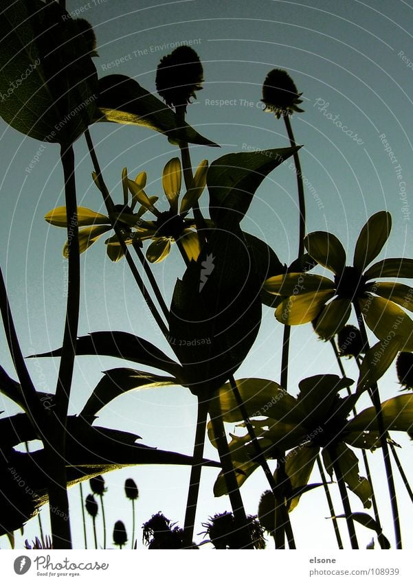 ::UND DIE TAGE WERDEN KÜRZER:: Blume Blüte Blatt Stengel gelb Dämmerung Herbst Pflanze Natur monogrom siluette Himmel Abend