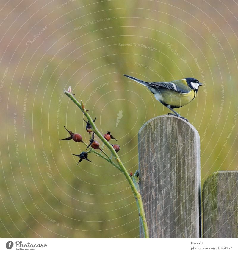 Kohlmeise, abgelenkt Frühling Schönes Wetter Pflanze Rose Hagebutten Garten Terrasse Rosengitter Zaun Zaunpfahl Tier Wildtier Vogel 1 Holz beobachten hocken