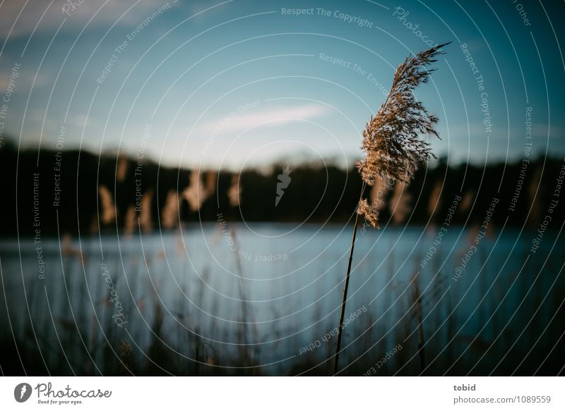 Abendidylle Natur Landschaft Pflanze Wasser Wolkenloser Himmel Sonnenaufgang Sonnenuntergang Sonnenlicht Sommer Schönes Wetter Gras Schilfrohr Wald Seeufer