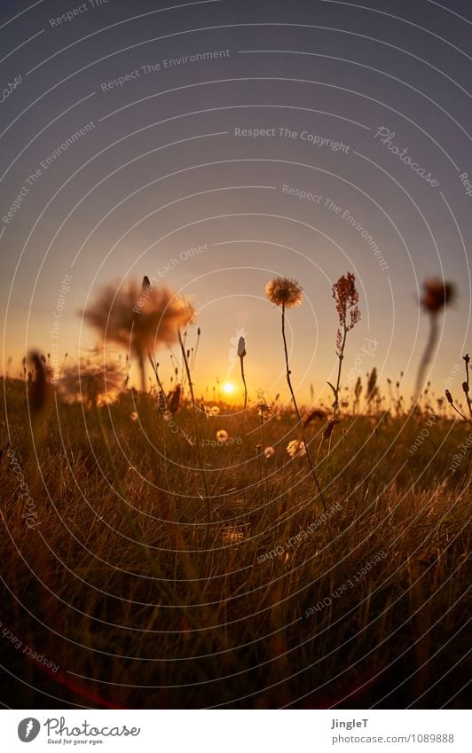 rüschen Umwelt Natur Landschaft Pflanze Himmel Wolkenloser Himmel Sonnenaufgang Sonnenuntergang Sommer Blume Gras Blüte Wildpflanze Wiese Blühend blau braun