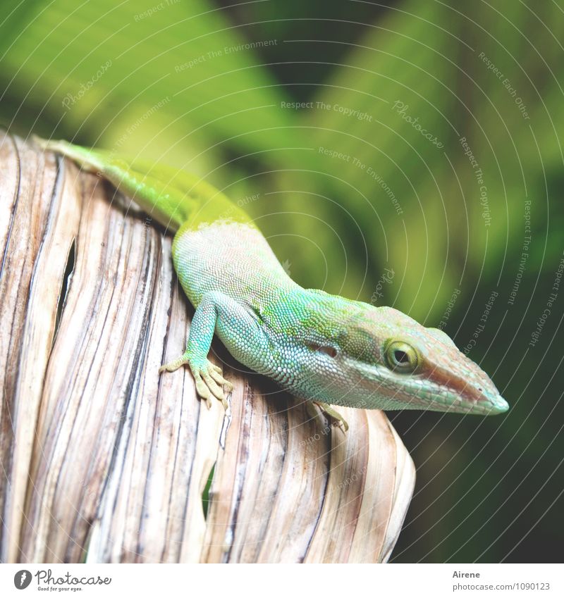 Anolis kommt näher Urwald Blatt Tier Echsen Leguane Reptil 1 beobachten hocken sitzen warten außergewöhnlich exotisch schön mehrfarbig gelb grün türkis