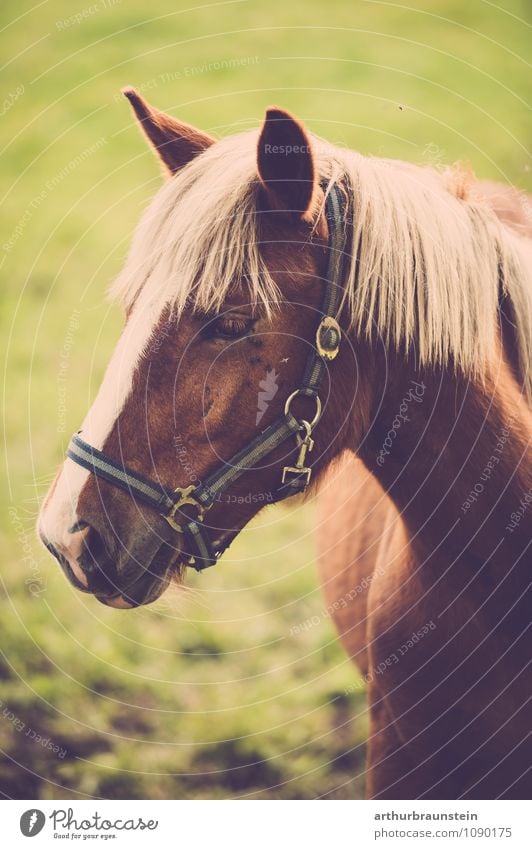 Pferd auf der Wiese Lifestyle Reiten Reitsport Natur Erde Frühling Sommer Schönes Wetter Feld Tier Nutztier 1 Blick stehen ästhetisch authentisch Neugier grün