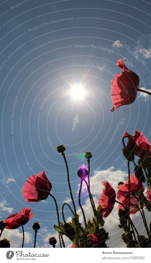 Mohn in der Sonne Gartenarbeit Sommer Umwelt Natur Pflanze Himmel Sonnenlicht Schönes Wetter Blume Blüte Park Wiese Feld Mohnblüte Blühend positiv blau rot