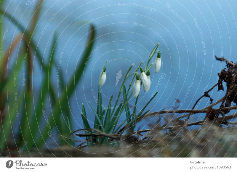 Grün/Weiß Umwelt Natur Pflanze Frühling Schönes Wetter Blume Blüte Garten Park frisch hell nah natürlich grün weiß Frühblüher Schneeglöckchen Frühlingsgefühle