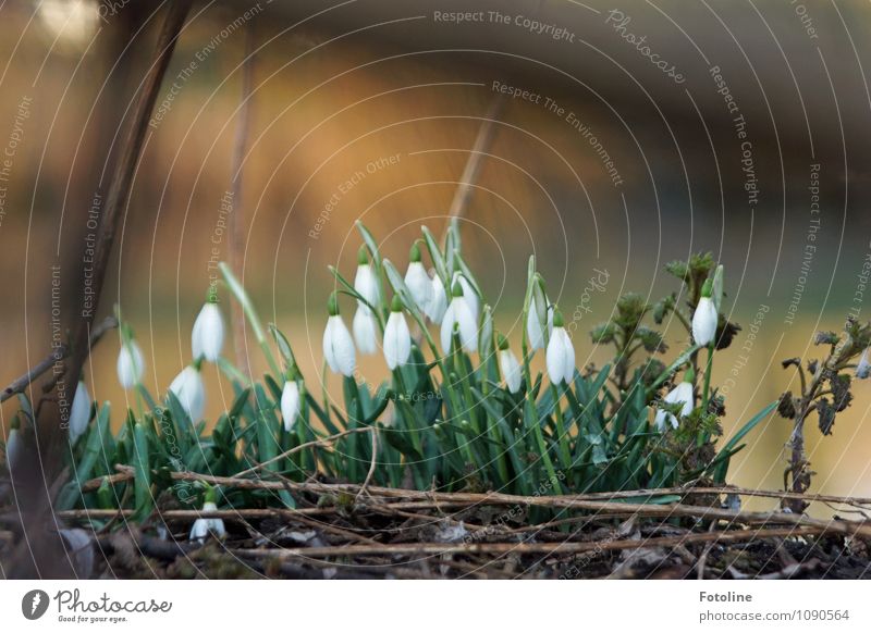 Schneeglöckchenversammlung Umwelt Natur Pflanze Schönes Wetter Blume Blüte Garten Park elegant frisch hell klein nah natürlich grün weiß Frühblüher