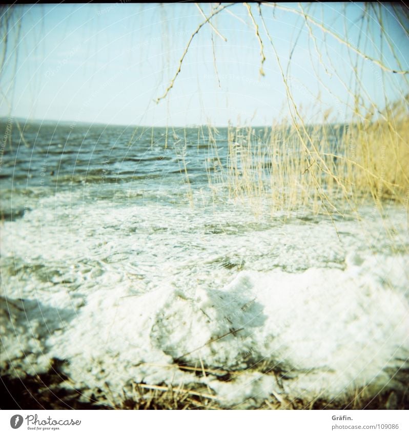 Eisgang kalt Winter Baum Schilfrohr Meer Horizont Wellen Eiskristall erfrieren gefroren Binnensee Holga Einsamkeit ruhig Geplätscher Eiswürfel Eisscholle Idylle