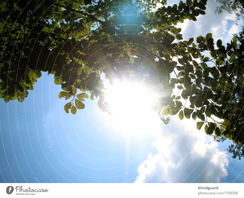 Relax in the sunshine Sommer Indian Summer Baum grün Gegenlicht Licht Wolken Himmel zyan faulenzen Blatt Pflanze Natur Dach Blätterdach hell blenden Sonne