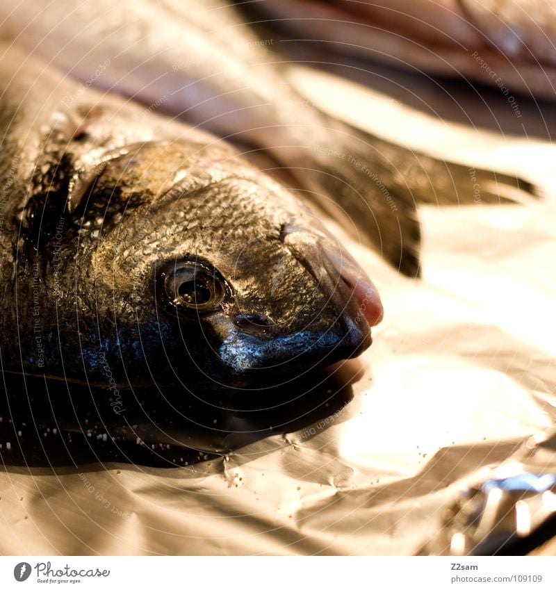 Saturday fisch Samstag Tier Lebewesen kochen & garen Metallfolie 3 glänzend Schwanzflosse Tod Wassertier Abendessen Mittagessen Unschärfe Kieme Ernährung