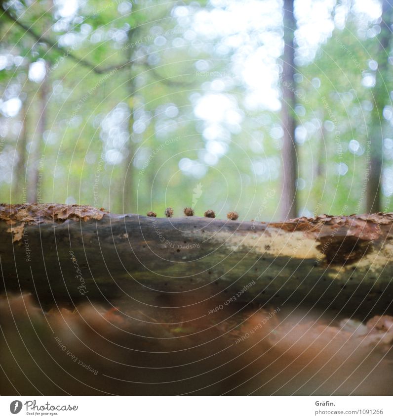 Aufgereiht Umwelt Natur Landschaft Pflanze Herbst Baum Blatt Wald Holz entdecken liegen dehydrieren Wachstum natürlich braun grün Einsamkeit Idylle Umweltschutz