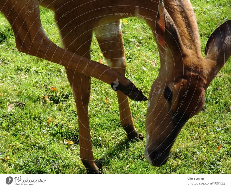 ein Dreibein Gazellen kratzen Tier Zoo Schüchternheit Paarhufer Säugetier schönes Wetter Sonnenschein sattes Grün grüne Wiese drei Beine Huftier rehbraun