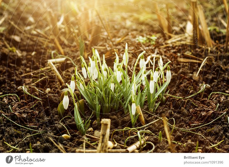 Schneeglöckchen im goldenen Sonnenlicht Winter Natur Pflanze Sonnenaufgang Sonnenuntergang Frühling Wetter Schönes Wetter Grünpflanze Garten ästhetisch braun