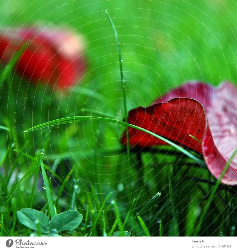 freshness frisch knallig rot grün Herbst Blatt grasgrün Gras Halm Klee Kleeblatt Herbstfärbung Herbstlaub Wiese kalt Erfrischung mehrfarbig zweifarbig