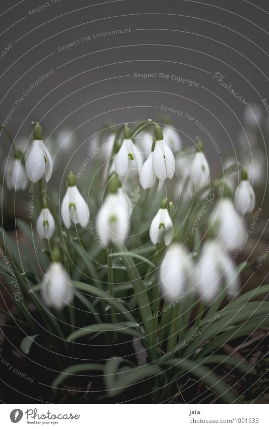 schneeglöckchen Umwelt Natur Pflanze Frühling Blume Blatt Blüte Schneeglöckchen ästhetisch natürlich schön Farbfoto Außenaufnahme Menschenleer Textfreiraum oben