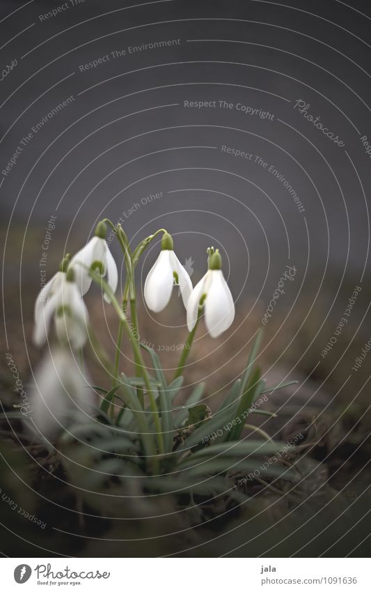 schneeglöckchen Umwelt Natur Pflanze Frühling Blume Blatt Blüte Schneeglöckchen ästhetisch natürlich niedlich schön Farbfoto Außenaufnahme Menschenleer