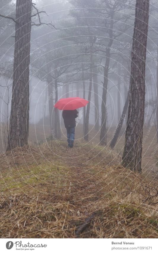 Wasserzeichen | Regenwald Mensch feminin Kind Mädchen Kindheit 1 8-13 Jahre Umwelt Natur Landschaft Pflanze Herbst Winter Klima schlechtes Wetter Nebel Gras