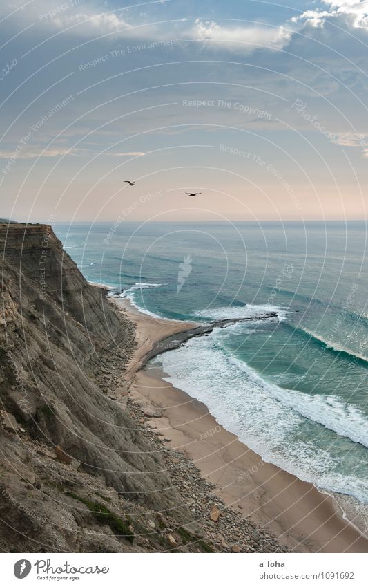 free Umwelt Natur Landschaft Tier Urelemente Sand Wasser Himmel Wolken Horizont Sommer Schönes Wetter Felsen Wellen Küste Strand Bucht Meer Wildtier Vogel Möwe