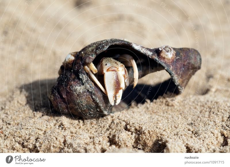 Einsiedlerkrebs, Pagurus, bernhardus, Strand Meer Natur Sand Wasser Nordsee Ostsee Wildtier Schnecke Muschel authentisch Geborgenheit Zehnfusskrebs