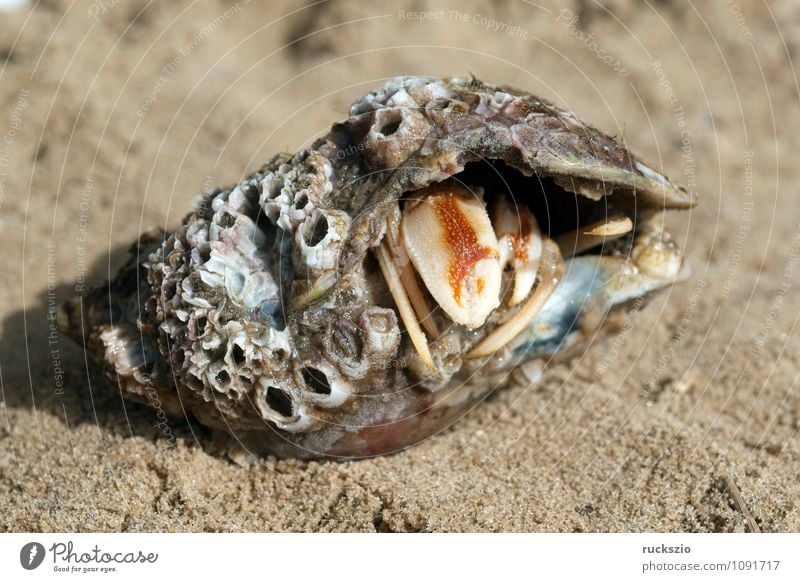 Einsiedlerkrebs, Pagurus, bernhardus, Strand Meer Natur Sand Wasser Nordsee Ostsee Tier Wildtier Muschel authentisch Geborgenheit Zehnfusskrebs Zehnfusskrebse