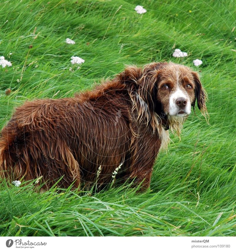 heartbreaking eyes Hund Gras Vertrauen braun Fell Trauer Verzweiflung Tier dog green grün brown